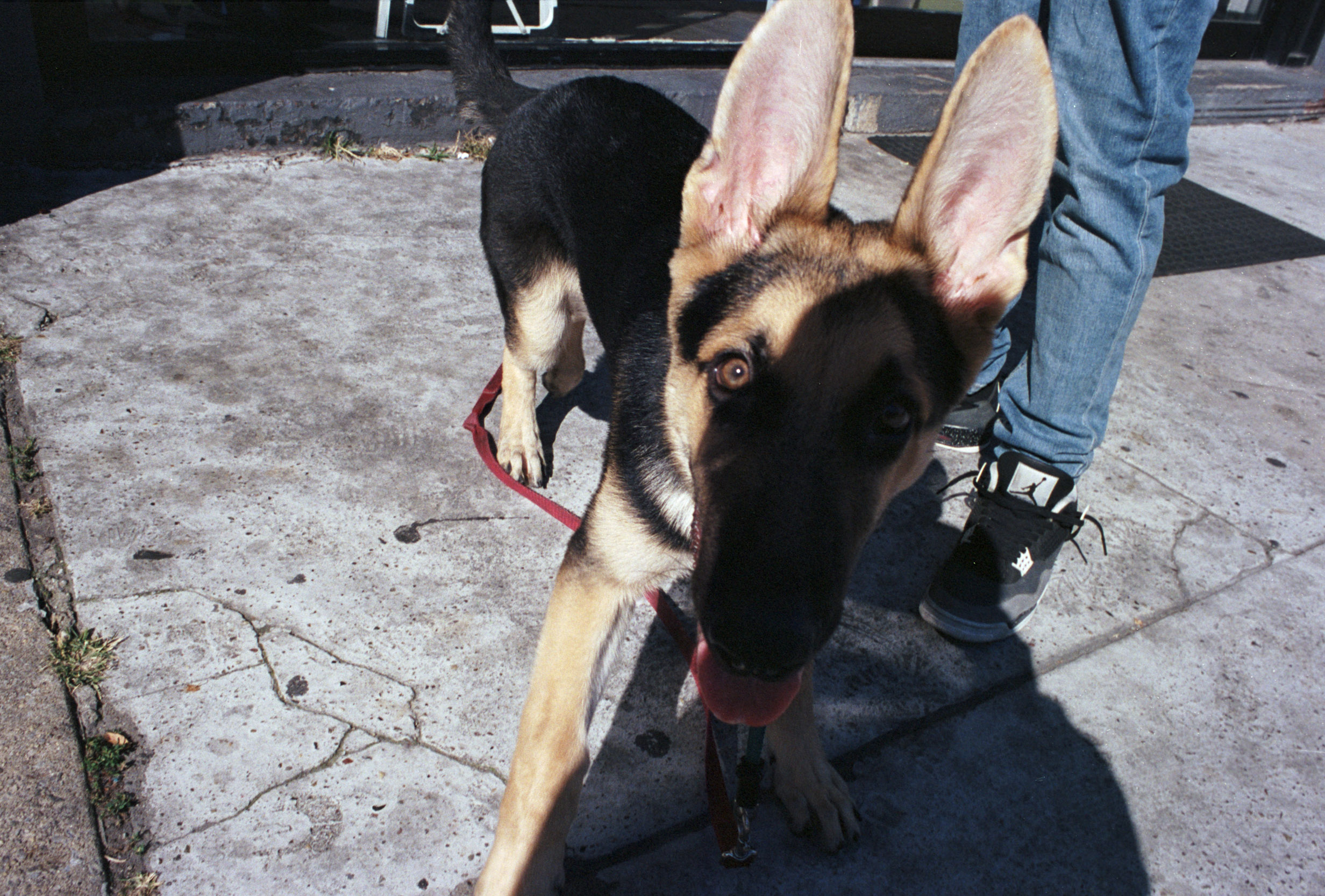 dog