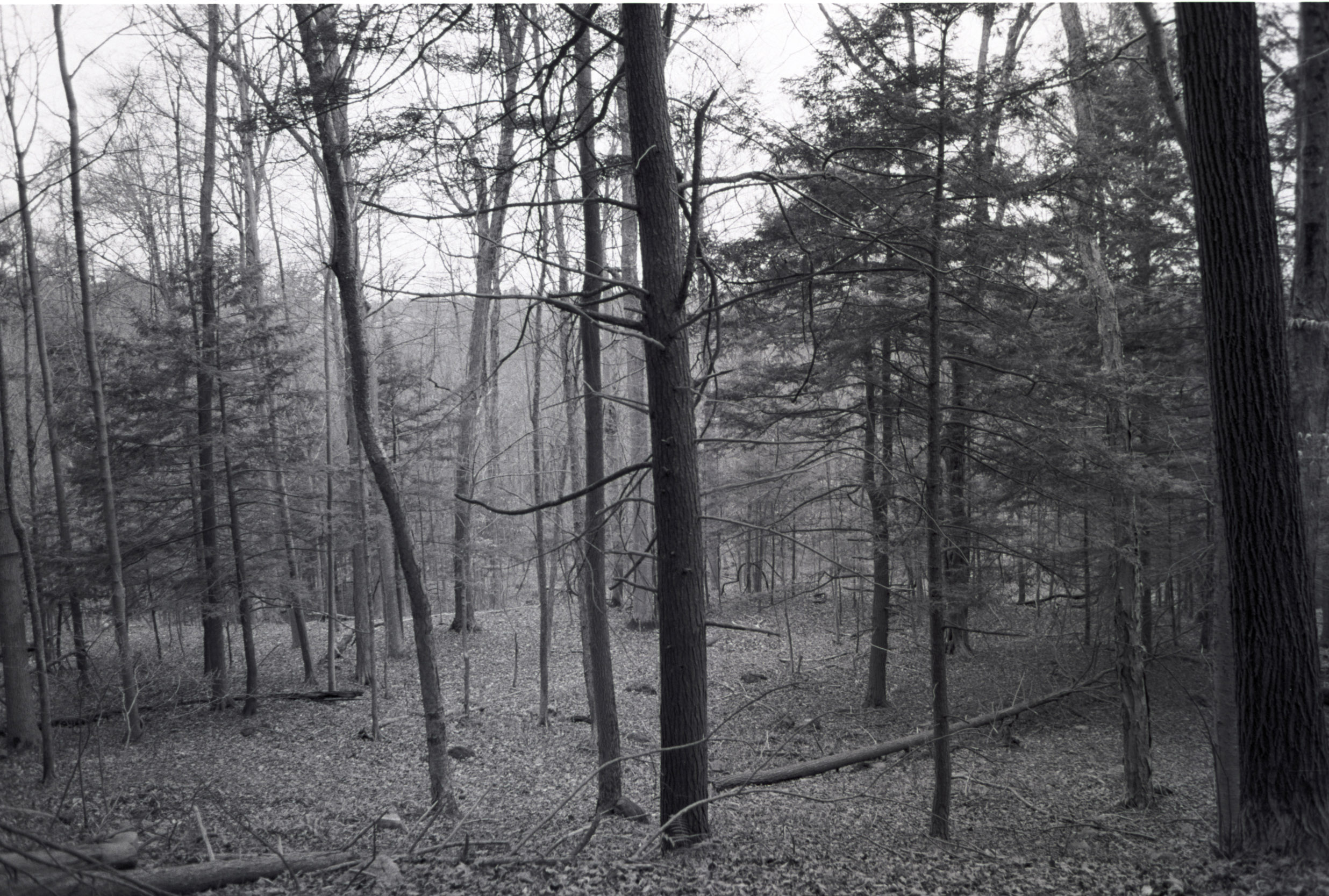 tree